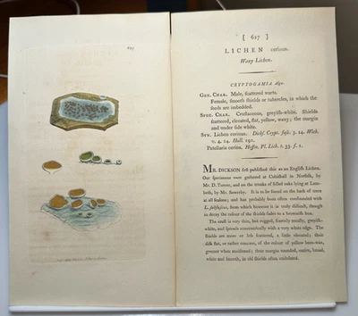 1799 Sowerby LICHEN Botanical Hand Colored Plate 627 Print - Image 1 of 4