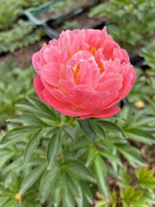 Coral Charm Bareroot Peony, 2-3 Eye, Great for Fall Planting! - Picture 1 of 10