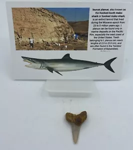Hooked-tooth MAKO C. planus Sharktooth Hill 1-1.5 inch MA46 - Picture 1 of 3