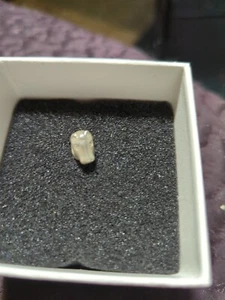 Authentic PANDORA Horse Equine Charm Bead Retired - Picture 1 of 4