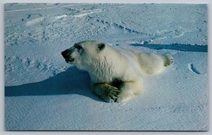 Alaska Polar Bear Postcard - Picture 1 of 2
