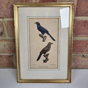 Seltene antike Vogel Lithographie - Le Toulou & Taxi - Sou um 1840 - gerahmter Druck - Bild 1 von 15