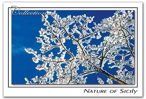 CARTOLINA DA COLLEZIONE NATURA SICILIA - Mandorlo innevato sull'Etna - Brina - Bild 1 von 1