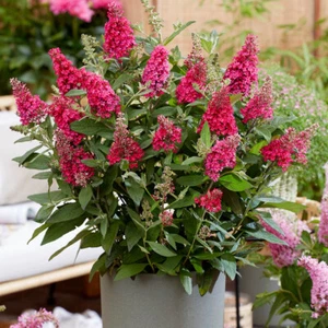 Buddleia dav. 'Butterfly Candy Little Ruby' (9cm pot) - Picture 1 of 3