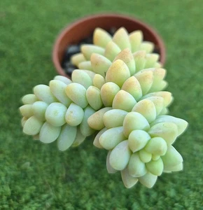 Sedum 'Burrito' (Baby Burro's Tail) - 6 cm pot. - Picture 1 of 1
