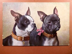 TUCKS POSTCARD Signed By C.Reichert "Two French Bulldogs" Nr 3533 - Picture 1 of 2
