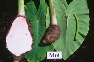 ~Moi~ REAL HAWAIIAN TARO UH #81 edible Colocasia live sml Plant - Picture 1 of 15