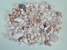 Sea Shells Small Various Seashells Bundle Job Lot Mix Match Aquarium Art Craft