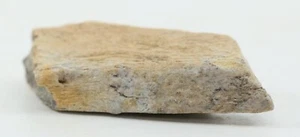 Tyrannosaurus rex T Rex fossil leg bone pc. Hell Creek South Dakota SD COA 6634 - Picture 1 of 11