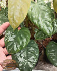 Philodendron Brantianum Wild Form Free Phytosanitary