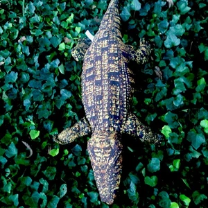 Tree House Kinder riesiger Alligator Plüsch 51 Zoll braun gelb realistisches Stofftier - Bild 1 von 14