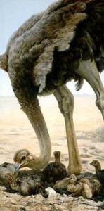 John Seerey-Lester Hatchlings Ostrich Signed Limited Edition Art Print - Picture 1 of 1