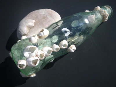 Sea Glass, Small Coke Bottle with Barnacles on it - Image 1 of 4