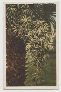 CABBAGE PALMETTO BLOOM Flower Plant Florida FL Postcard WB - Picture 1 of 2