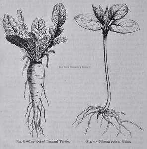 c1872 Antique Figuier Print TANKARD TURNIP & MELON ROOT The Vegetable World - Picture 1 of 2