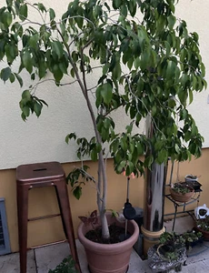 Büro-und Zimmerpflanze grüner Ficus benjamini - Birkenfeige-190 cm hoch - Bild 1 von 8