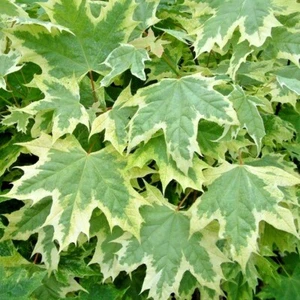 15 SILVER KING NORWAY MAPLE SEEEDS - Acer platanoides " silver king " - Picture 1 of 5