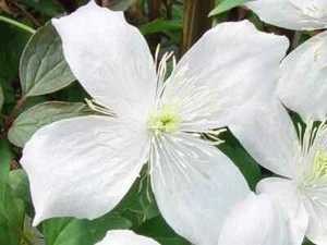 CLEMATIS MONTANA GRANDIFLORA CLIMBING PLANT FAST CLIMBER WHITE FLOWERS 9CM POT - Picture 1 of 4
