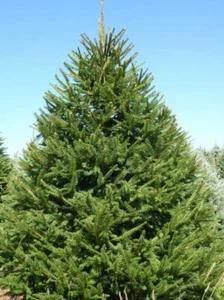 NORWAY SPRUCE TREE LIVE PLANT 8 - 16 INCHES - Picture 1 of 3