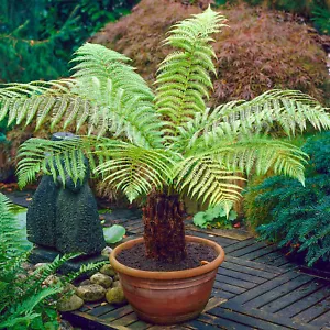 Dicksonia Antarctica Soft Tree Fern Lush Plants Outdoor Garden Ready Hardy Trees - Picture 1 of 56