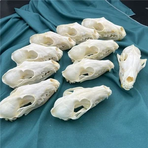 Nuevo 10 Piezas Calavera de Zorro Real Taxidermia Hueso Real Esqueleto Decoración Halloween Regalo - Imagen 1 de 13