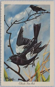 Colorado State Bird, Lark Bunting Pintura por Ken Haag, 1966 Postal Cromada - Imagen 1 de 2