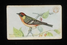 1922 Arm & Hammer Useful Birds of America Card No. 9 Bay-Breasted Warbler TC