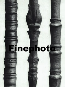 1929 Vintage KARL BLOSSFELDT Original Botanical Plant Abstract Photo Gravure - Picture 1 of 1
