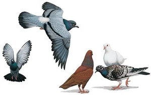 Long Distance Racing Pigeon CD 20 Books Raising Belgian Carrier Passenger - Picture 1 of 3