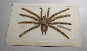 1837 CUVIER Stampe a colori animali ~ TARANTOLA GIGANTE ISPANIOLA - Foto 1 di 1