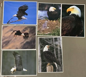 # T5630 LOTE DE POSTALES DE ÁGUILAS CALDAS, 6 DIF. TARJETAS - Imagen 1 de 2