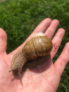 Helix Pomatia for Sale - Giant Land Garden Snails Lot of 2 pcs