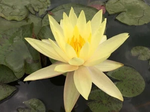 15 SEMILLAS CREMA AGUA VIDA "Nymphaea Lotus - Bild 1 von 1