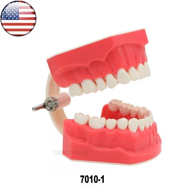 US Dental Teeth Model Brushing Flossing Studying Practice Teaching Model 7010-1 - Image 1 of 4