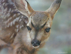 "Spotted - Mule Deer Fawn" Carl Brenders Limited Edition Fine Art Giclee Canvas - Picture 1 of 1