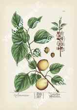 Apricot Armeniaca plant flower fruit Elizabeth Blackwell 1737 art print poster