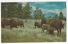 Buffalo Or Bison, Last Remnants Of Great Herds, C1950's Unused/Unposted Postcard