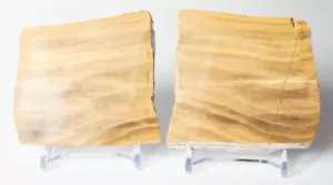 Polished Chinchilla Petrified Wood Slice Stone Slab Australian PW2809232 - Picture 1 of 5