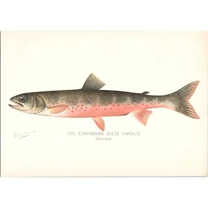 Original c1900 DENTON Antique Color Fish Print - THE CANADIAN RED TROUT (YOUNG) - Picture 1 of 1