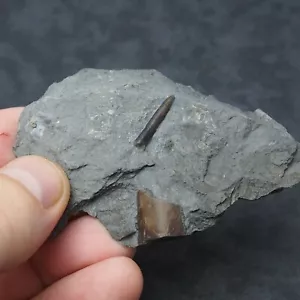 Belemnite Acrocoelites Lias Altdorf Germany Jurassic Fossils Belemnit - Picture 1 of 3