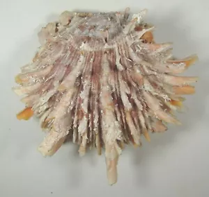 SPONDYLUS PRINCEPS 108mm SUPER CHOICE RARE PURPLE SPECIMEN Baja Sur, Mexico - Bild 1 von 2