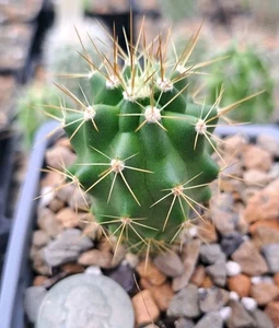 Echinocereus Coccineus Transpecosensis BARE ROOT - Picture 1 of 2