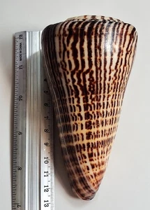 Sea shell conus litteratus 128.3mm, F+++, very large size, STUNNING - Picture 1 of 6