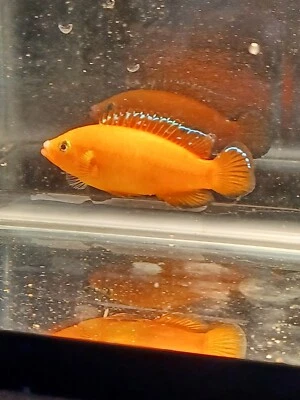 4 pack live turkana Jewel Cichlids 1.5 inch plus vivid colors easy keepers - Image 1 of 3