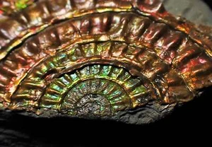 Rainbow iridescent Caloceras display ammonite fossil Jurassic interior design UK - Foto 1 di 9
