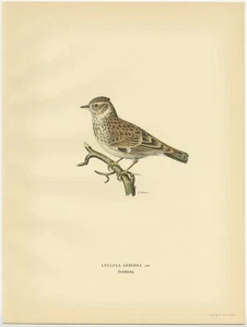 Antiker Vogeldruck der Waldlerche von Von Wright (1927) - Bild 1 von 1