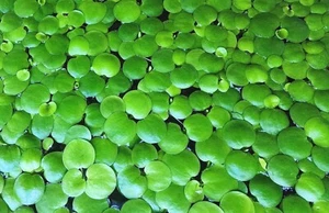 100+ BONUS 5*STAR Amazon Frogbit Live floating Floater aquatic aquarium plants - Picture 1 of 6