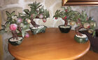 Lot 4 Trees of Life Feng Shui -1970’S Bonsai Fruit And Pot IN Jade Art D’ Asia