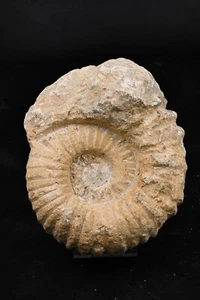 Ammonite Mantelliceras Crétacé Agadir Maroc 155mm fossile - Picture 1 of 3