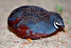 12 Chinese Painted Quail Eggs(American Bloodlines) believed fertile 